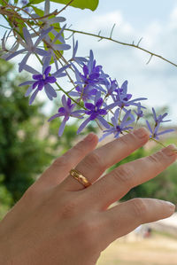 Close-up of hand holding purple flowering plant