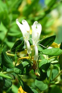 Close-up of white flowers