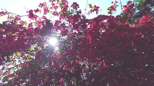 Low angle view of flowering tree against sky