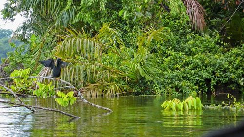 View of bird in lake