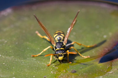 Close-up of insect