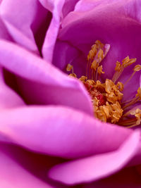 Close-up of pink rose flower