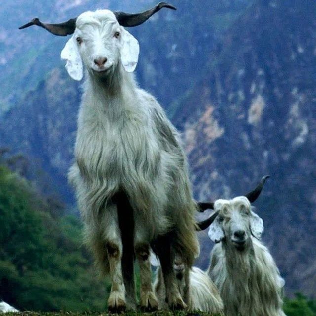 animal themes, mammal, portrait, wildlife, animals in the wild, looking at camera, two animals, one animal, focus on foreground, young animal, domestic animals, close-up, front view, nature, outdoors, day, no people, animal hair, field, togetherness