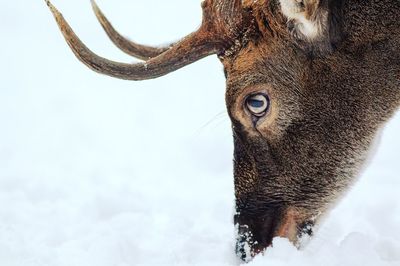 Close-up of deer foraging in snow