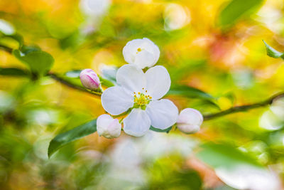 Close-up of white flowering plant