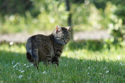 Cat looking away on field