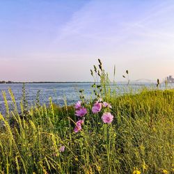 Close-up of purple flowering plants on land against sky