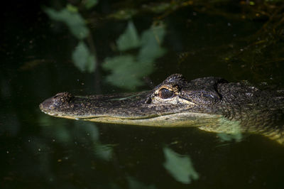 High angle view of crocodile swimming in lake