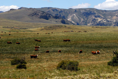 Cows on a pasture in patagonia, argentina, mountains in the back