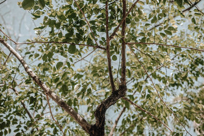 Low angle view of branches against clear sky