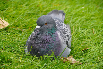 Close up of pidgeon low level macro view wild bird showing reflective grey feathers head and eyes
