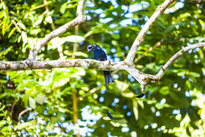 Low angle view of bird perching on branch