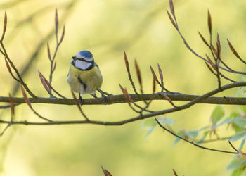 Bird perching and posing on a budding branch, cyanistes caeruleus. springtime in england