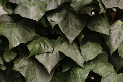 Full frame shot of leaves