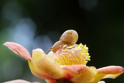 Close-up of yellow flowering plant