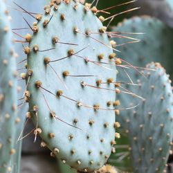 Close-up of prickly pear cactus