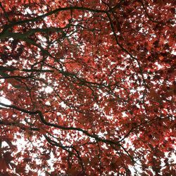 Low angle view of trees