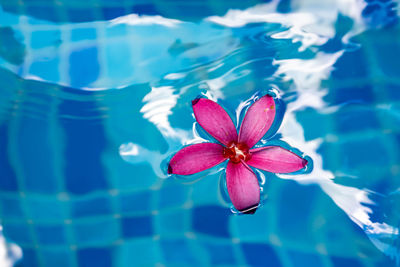 Close-up of pink water lily in swimming pool