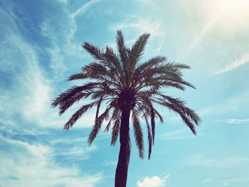 Low angle view of palm tree against sky