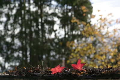 Close-up of maple leaves on tree during autumn