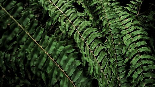 Close-up of leaves