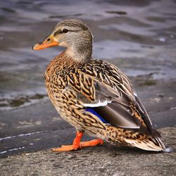 Close-up of mallard duck