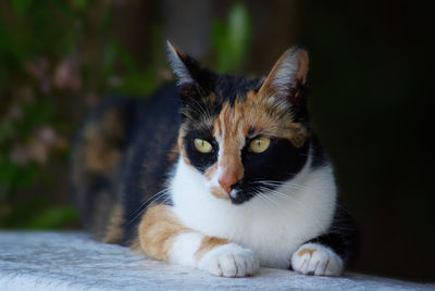 Calico cat with yellow eyes lying in a shade outside. algarve, portugal