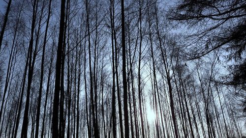 Low angle view of trees against sky