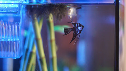 Close-up of fish swimming in glass