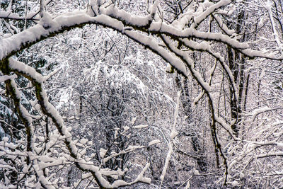 Close-up of bare tree in winter