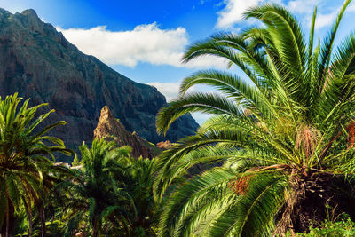 Masca village, the most visited tourist attraction of tenerife, spain