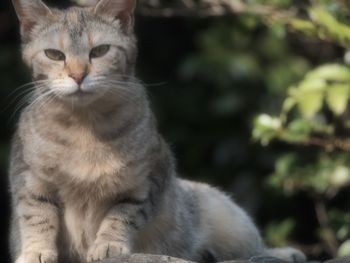 Close-up of cat looking away