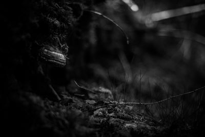 Close-up of tree trunk in forest