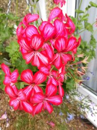 Close-up of red flowers blooming outdoors