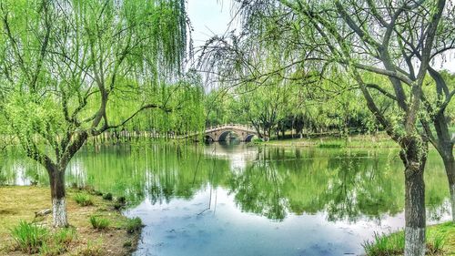 Reflection of trees in pond