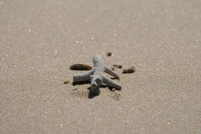 High angle view of crab on beach