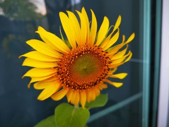 Close-up of sunflower