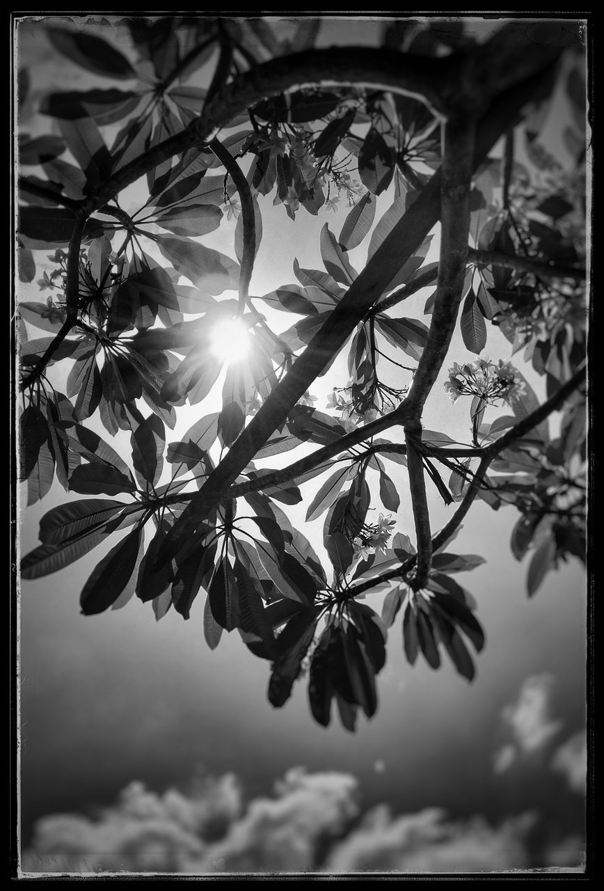 black and white, monochrome photography, plant, nature, monochrome, light, black, no people, plant part, leaf, darkness, tree, sky, beauty in nature, branch, sunlight, transfer print, growth, auto post production filter, outdoors, close-up, sunbeam, sun, white, flower, day, lens flare