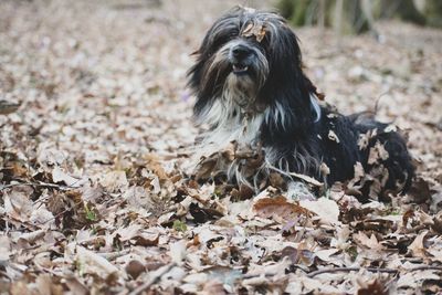 Close-up of a dog on field