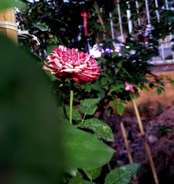 Close-up of pink flowering plant