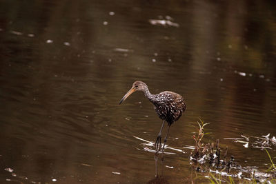Limpkin wading bird aramus guarauna in the wetland and marsh at the myakka river state park 