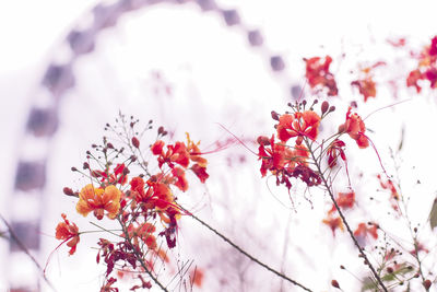 Low angle view of flowering plant against blurred background