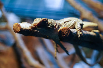 Close-up of lizard on wood