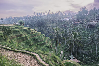 Tegallalang rice terraces in ubud on bali in indonesia. picturesque cascading rice fields 