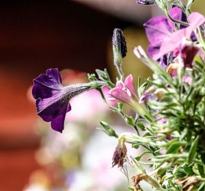 Close-up of purple flowers blooming outdoors