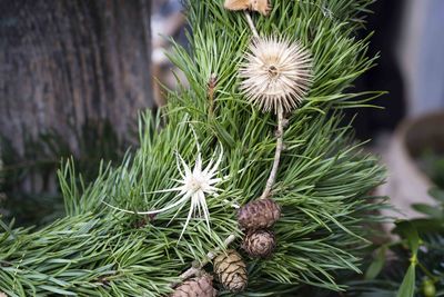 Close-up of flowering plant