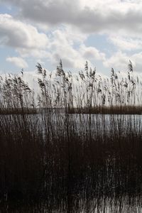 Plants growing on land against sky