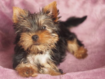 Portrait of dog relaxing on bed