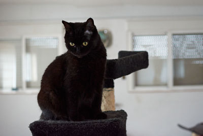 Portrait of black cat sitting at home