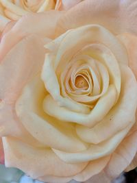 Full frame shot of yellow rose